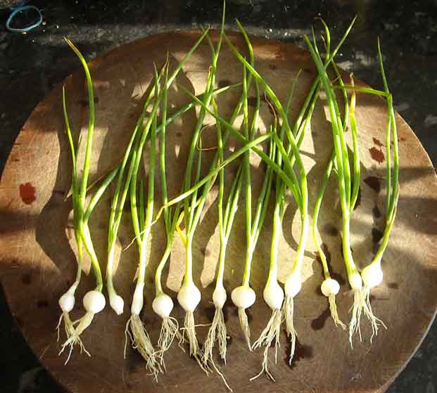 SpringOnions1.jpg